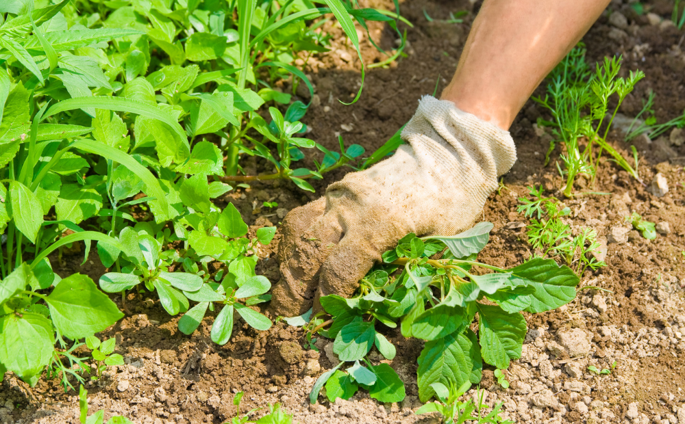 庭の雑草対策！プロが教える効果的な防草のコツとメンテナンス方法